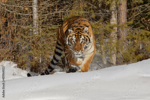 Obraz na plátně Siberian tiger in snow, Montana.