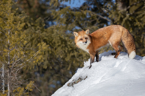 Red fox in snow, Montana.