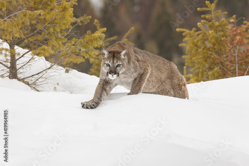 Mountain lion in winter snow, Montana.