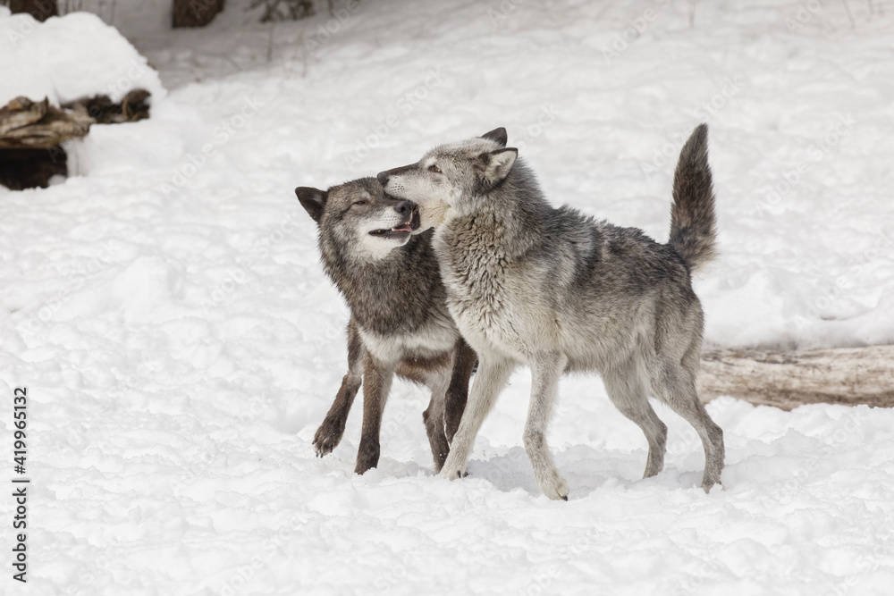 Fototapeta premium Tundra wolves exhibiting pack dominance behavior in winter, Montana.