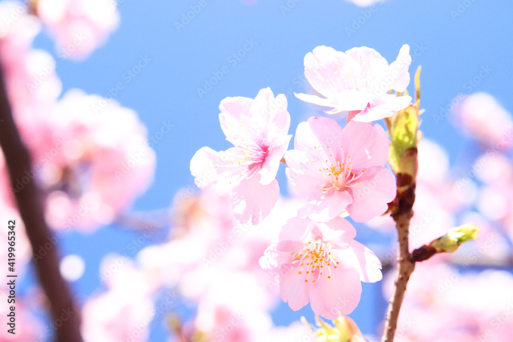 Plakat 桜 日本 綺麗 春 穏やか 満開 美しい パステル かわいい 花見 入学 卒業 新生活