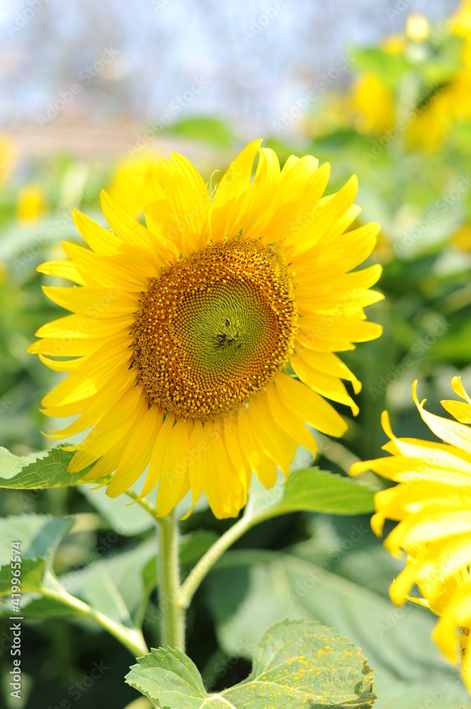 Sunflowers yellow daylight natural light Sunflowers yellow daylight natural light
