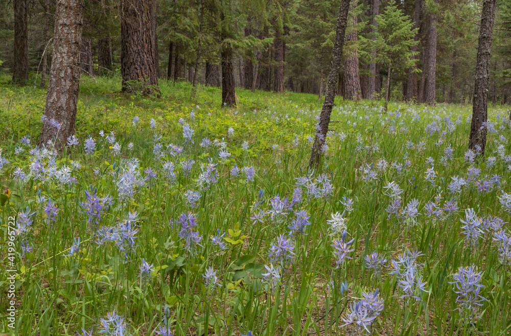 USA, Montana, Thompson Falls State Park. Camas flowers in meadow.
