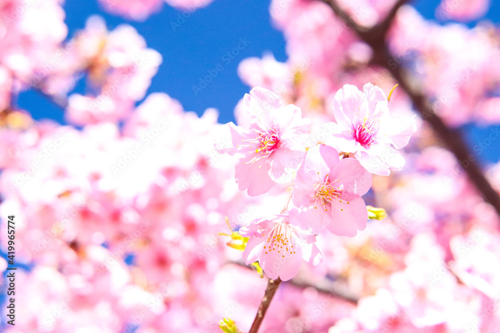 桜 サクラ かわいい きれい 春 さくら 美しい 満開 花見 入学 卒業 新生活 青空 ピンク