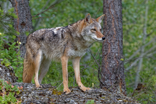 USA  Montana. Coyote close-up in controlled environment.