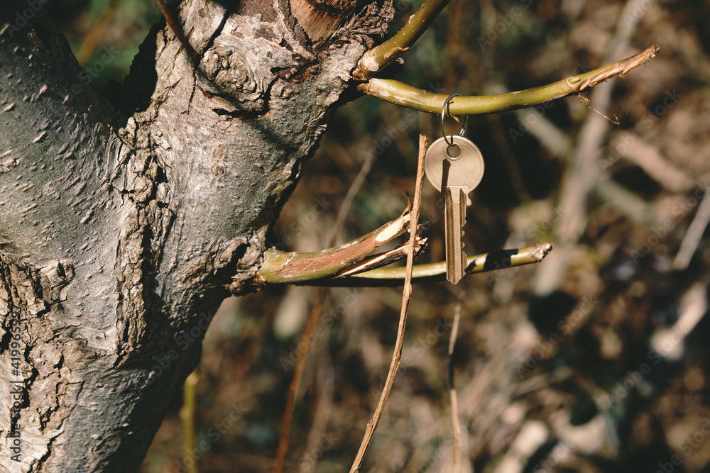 Close-up of a key hanging on a tree branch