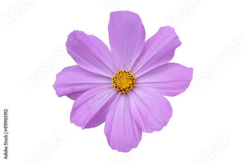 Pink Cosmos flower isolated on white background. Blooming plant with clipping path.