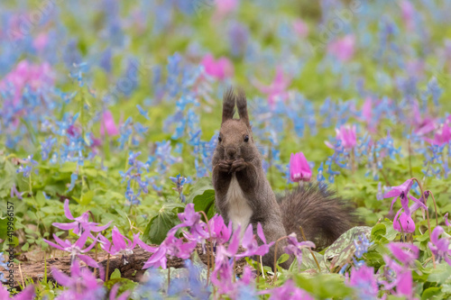 エゾリスとカタクリの花