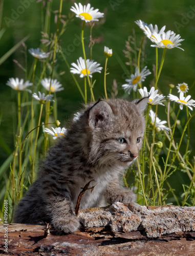USA, Montana. Baby bobcat close-up.