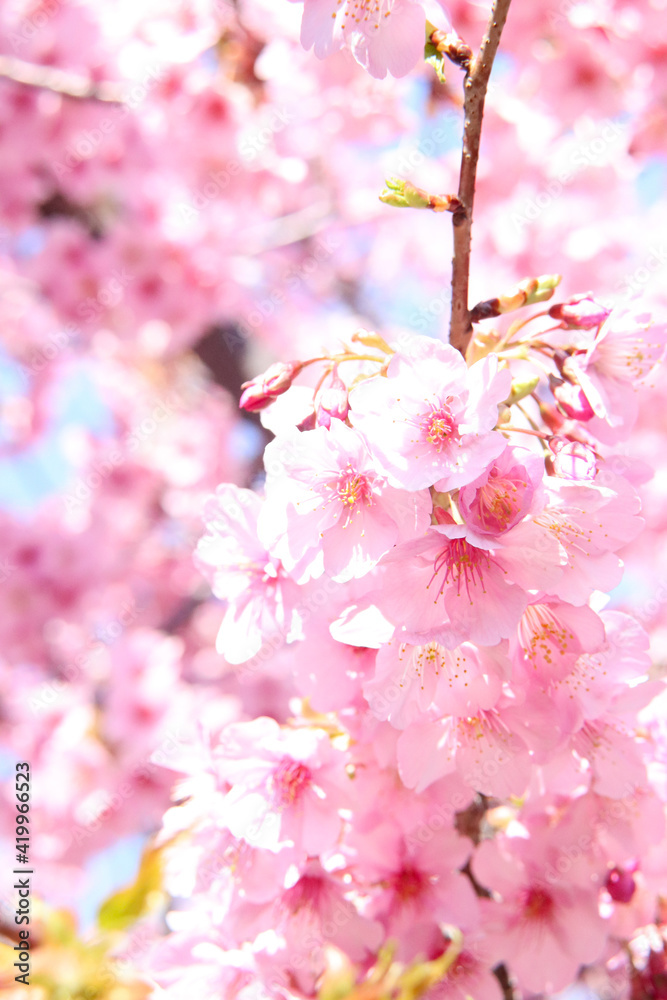 サクラ ピンク 花びら 花見 かわいい きれい 美しい 満開 入学 卒業 日本