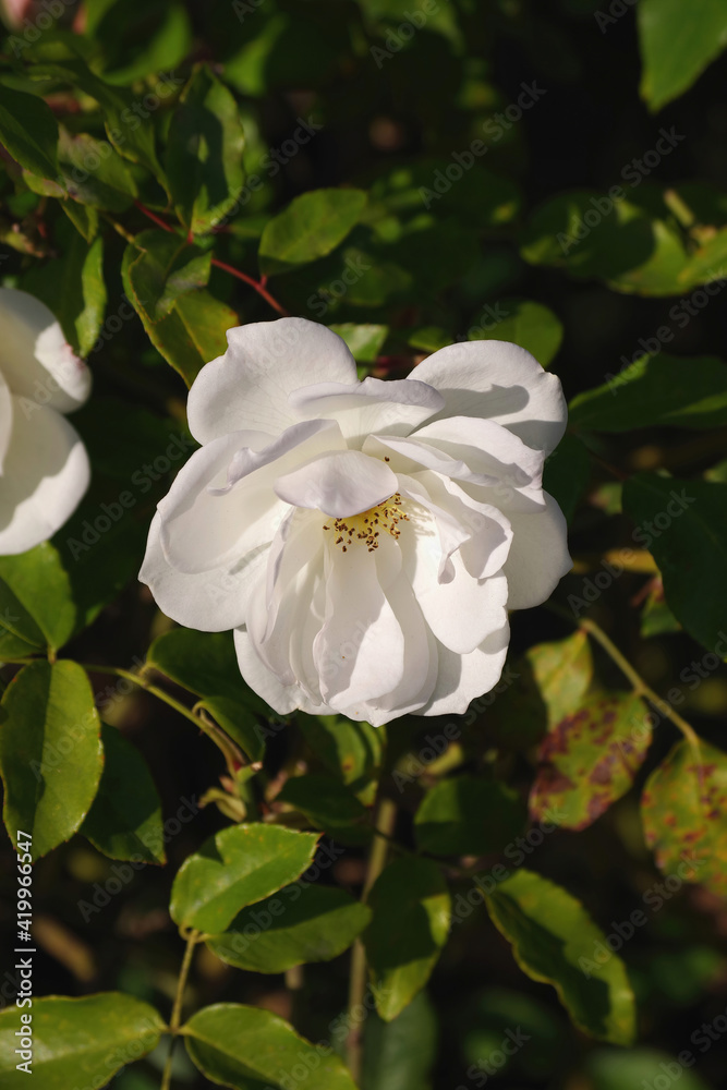 Close-up view of a bright white bush rose blossom Close-up view of a bright white bush rose blossom