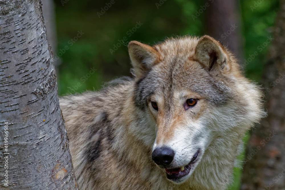 USA, Montana. Tundra wolf in controlled environment.