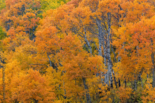 Aspen grove in peak fall colors in Glacier National Park  Montana  USA