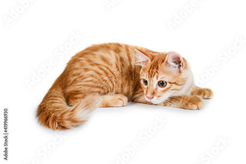 Portrait Of Ginger Cat Sitting