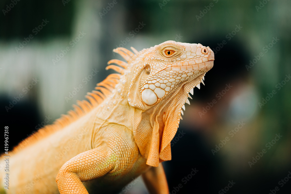 Fototapeta premium close up of a lizard