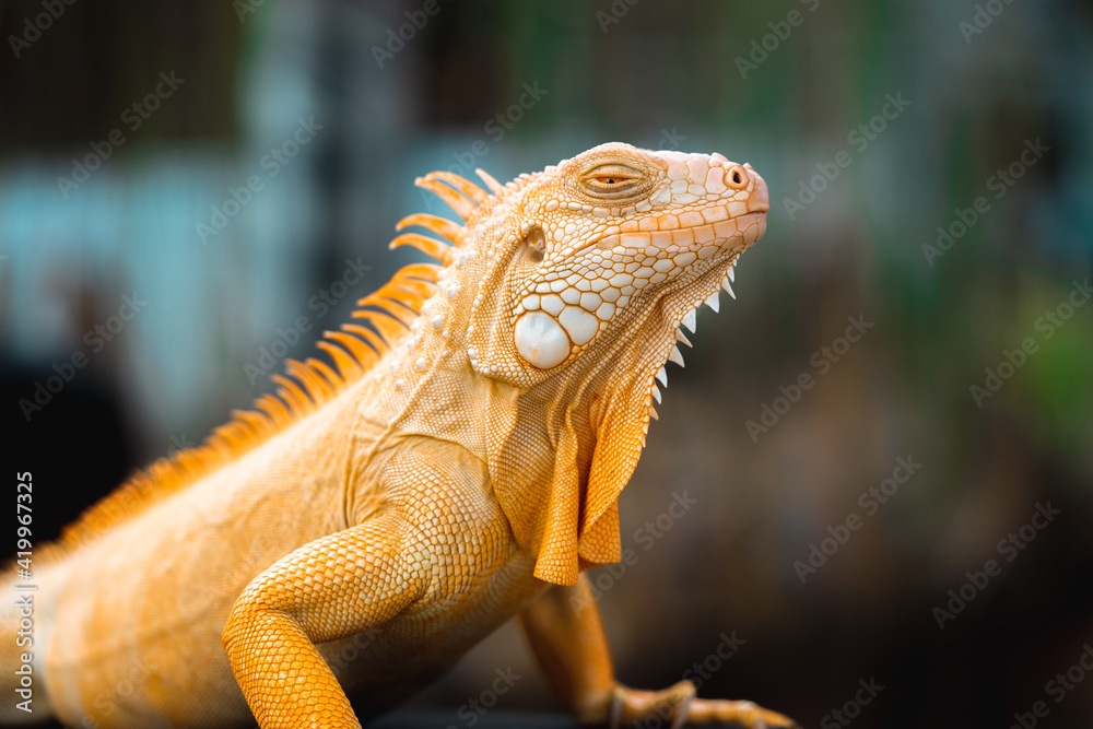 Fototapeta premium close up of a lizard