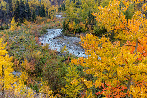 Autumn color along Divide Creek in Glacier National Park  Montana  USA