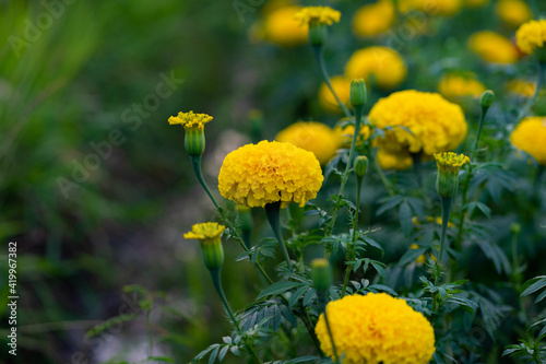 yellow flowers in the field