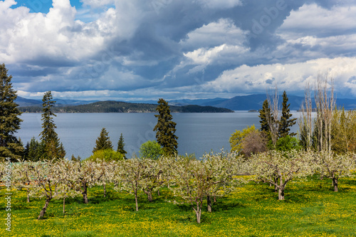 Cherry orchards in spring bloom near Woods Bay, Montana, USA