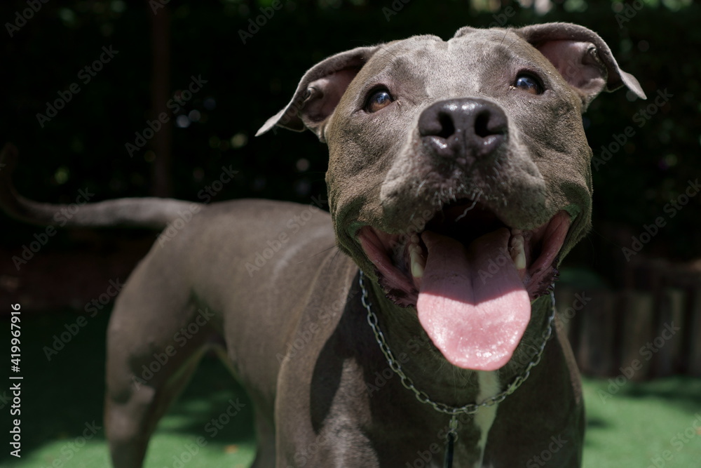 pit bull dog playing in the park. Sunny day. pit bull dog playing in the park. Sunny day.