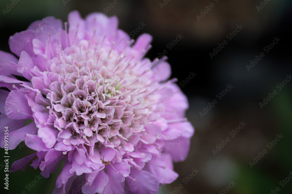 Macro view of the delicate center on a pink pincushion Macro view of the delicate center on a pink pincushion