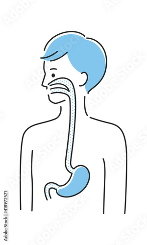 若い男性のイラスト。内臓の胃と食道に注目したイラスト。