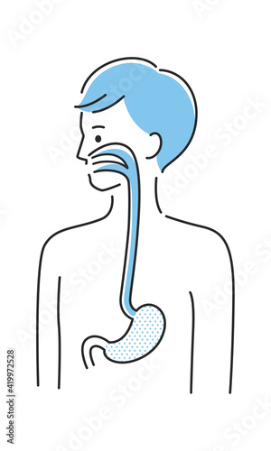 若い男性のイラスト。内臓の胃と食道に注目したイラスト。