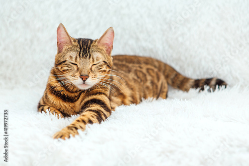 Bengal kitty cat laying on the white fury blanket