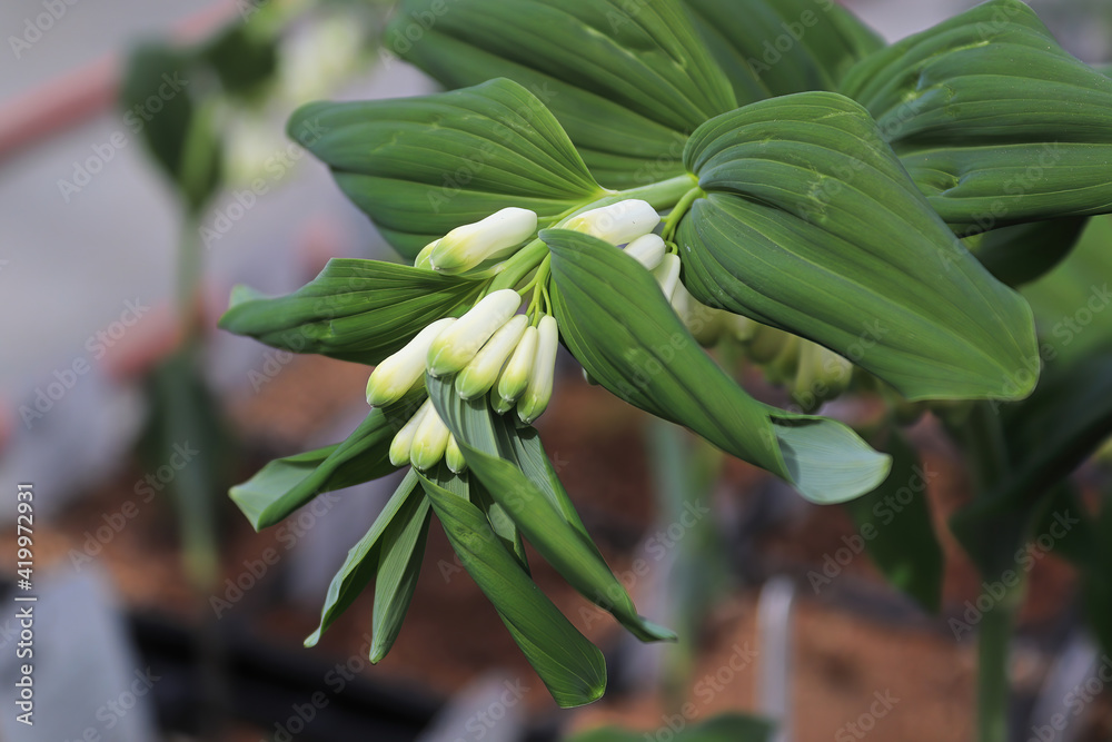 Fototapeta premium Top view of solomons seal flower buds