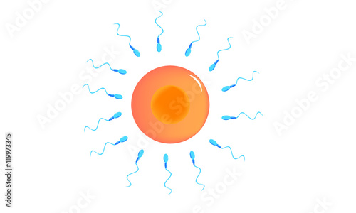Fertilization [Sperm and egg]