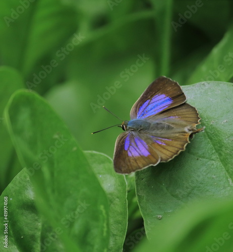 Quadro su tela aberrant oakblue or aberrant bushblue butterfly (arhopala abseus) on a green lea