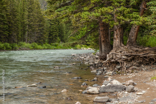 Gallatin River Montana, Undercut Pines at streamside photo