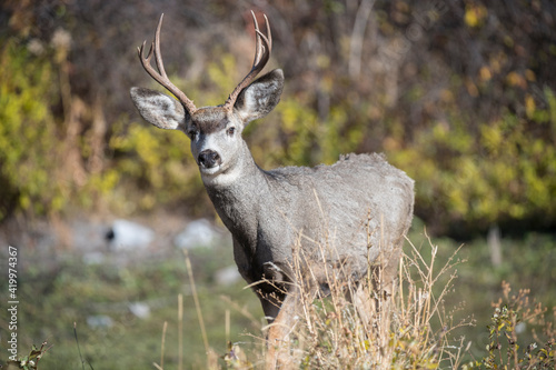 A mule deer buck at National Bison Range, Montana.