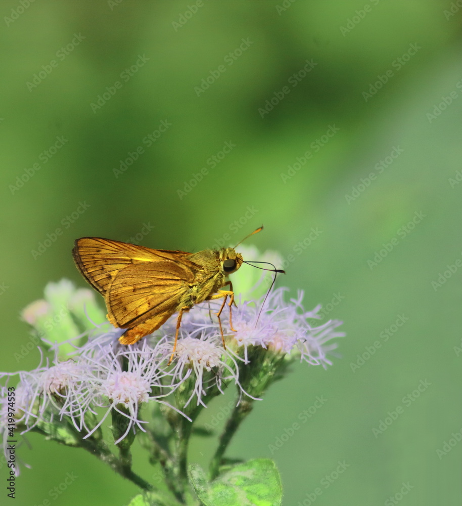 cephrenes acalle plain palm dart butterfly is collecting nectars from flower and helps to pollination cephrenes acalle plain palm dart butterfly is collecting nectars from flower and helps to pollination