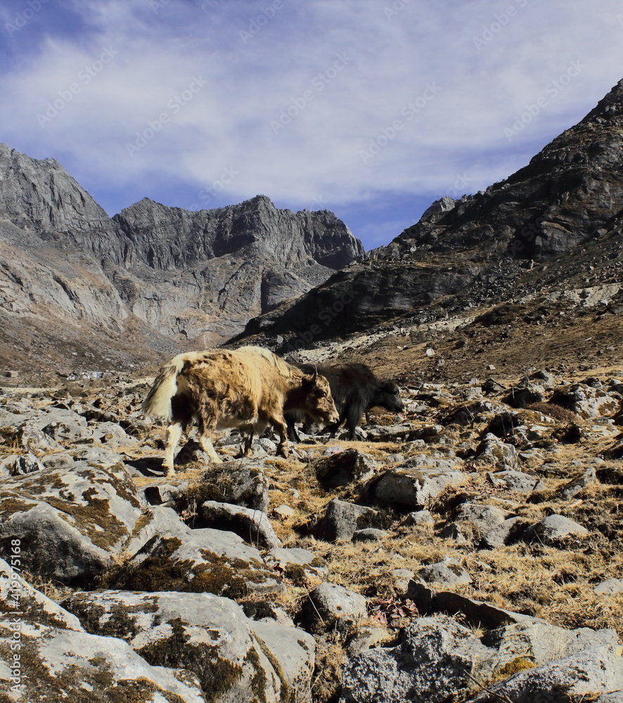 yak (bos grunniens) grazing in the high himalayan pass. sela pass in tawang district in arunachal pradesh, north east india yak (bos grunniens) grazing in the high himalayan pass. sela pass in tawang district in arunachal pradesh, north east india