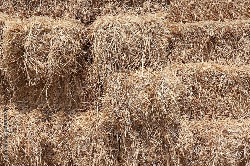 Rice straw is the remainder from the rice planting.It is considered a rough source of food for cattle and buffaloes during the dry season,used for crafts,as an alternative energy.Or decorate tourist
Rice straw is the remainder from the rice planting.It is considered a rough source of food for cattle and buffaloes during the dry season,used for crafts,as an alternative energy.Or decorate tourist