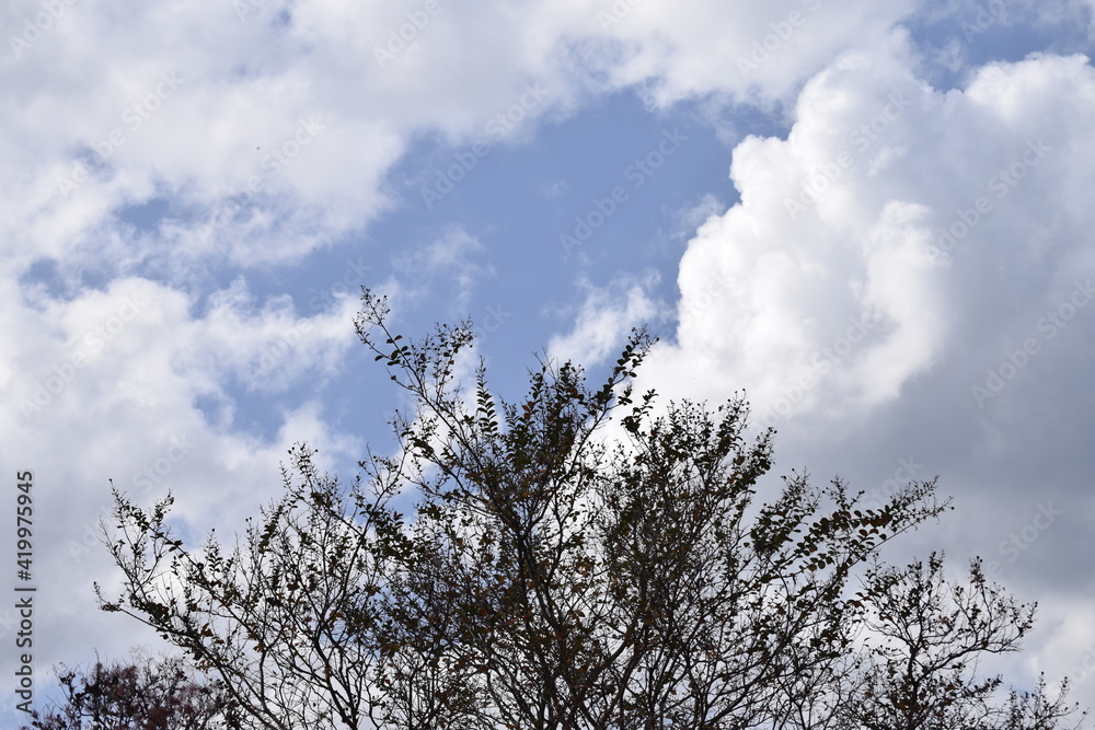 雲と樹と青空 雲と樹と青空