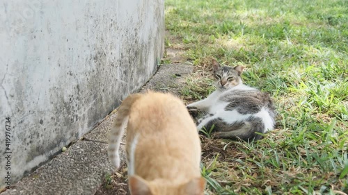 Two Homeless Cats Lie and Sleep on the Street in Africa, Stone Town, Zanzibar. photo