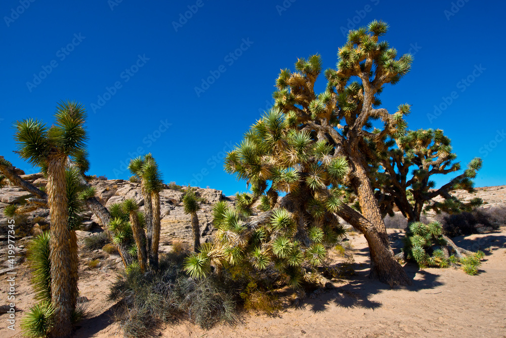 USA, Nevada, Mesquite. Gold Butte National Monument. Joshua Trees on trail to Kohta Circus.