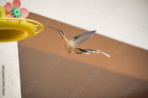 Beautiful Planalto Hermit hummingbird flying photo