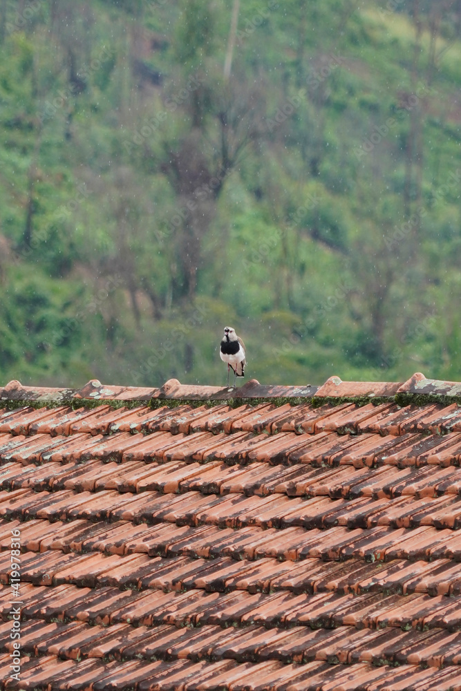 Southern Lapwing Bird roof rainy day