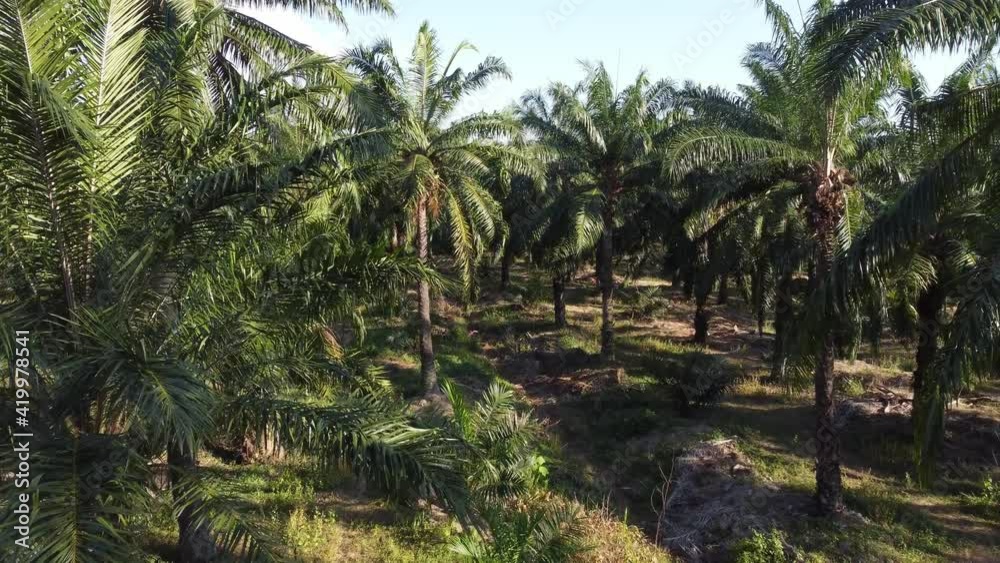 Fly through leaves in oil palm plantation in hot sunny day Fly through leaves in oil palm plantation in hot sunny day