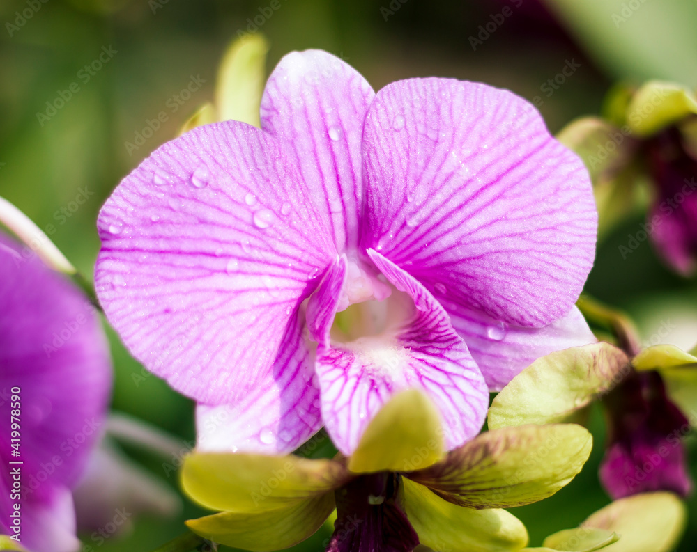 A pinkish white vanda orchid flower. A pinkish white vanda orchid flower.