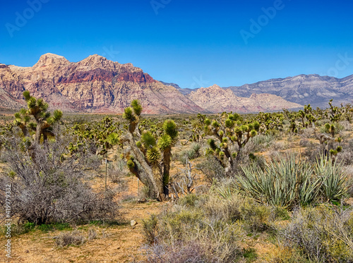 USA, Nevada. Red Rock Canyon and Joshua trees.