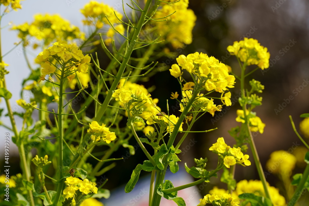 Fototapeta premium 菜の花