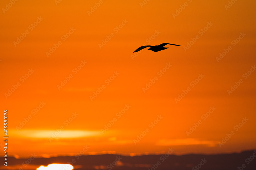 Silhouette of Bird Flying in Orange Sunrise Sky