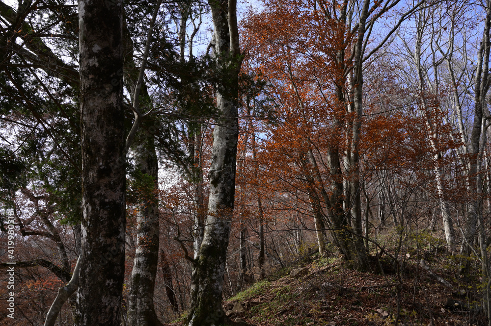 紅葉シーズンの三頭山の登山道