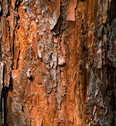 Pine Bark, a unique pattern of bark used as a background.