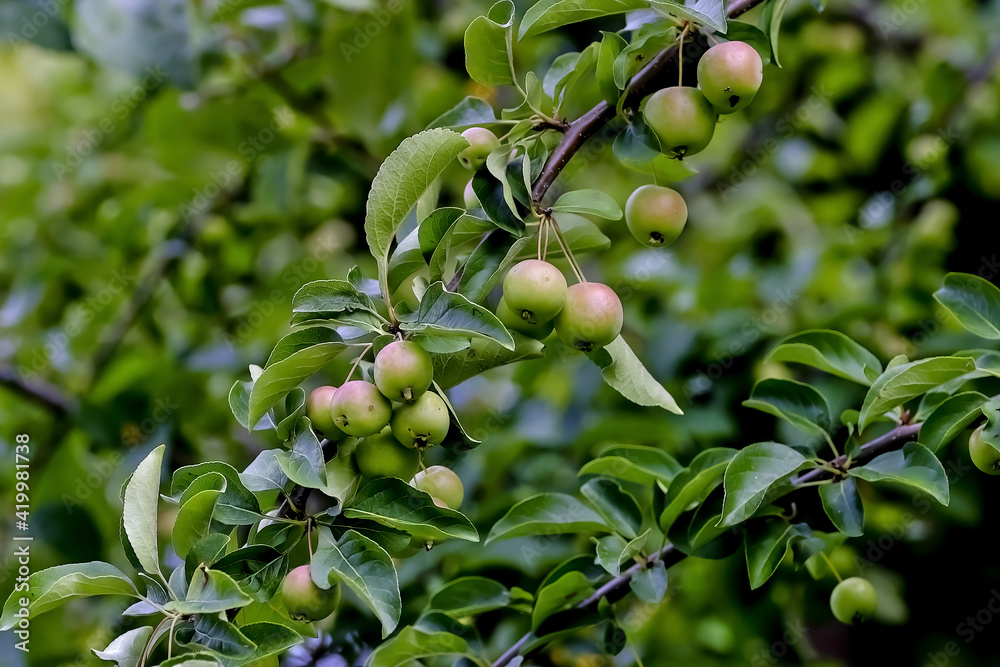 Apples on tree, Malus, early summer before harvest, Bavaria, Germany, Europe