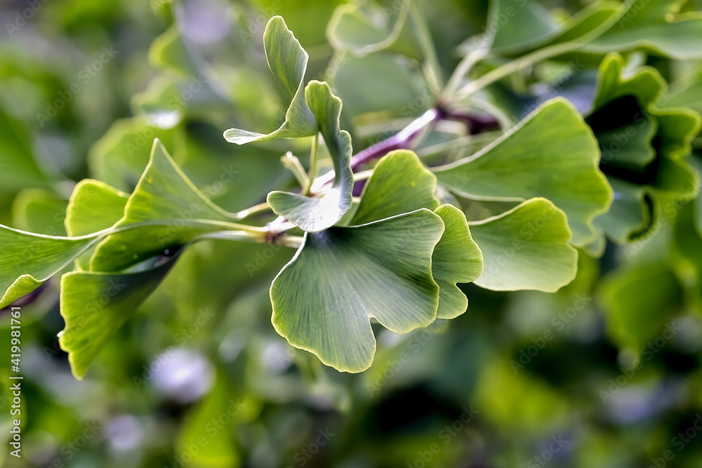 Obraz premium Leaves of the medicinal plant Ginkgo on a Ginkgo tree in summer, Ginkgo biloba